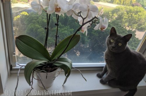Beautiful-Orchid-And-Cat-Sitting-By-Window-Overlooking-Lovely-Yard-View