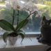 Beautiful-Orchid-And-Cat-Sitting-By-Window-Overlooking-Lovely-Yard-View