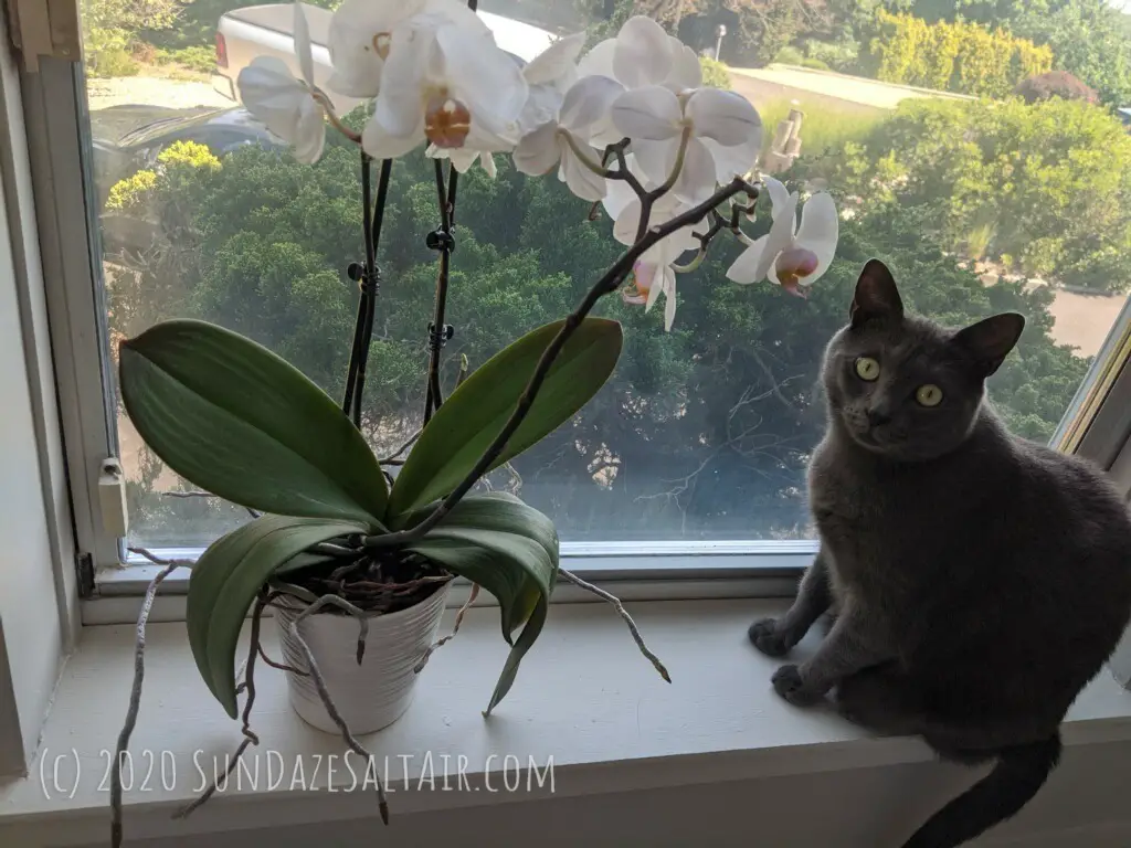 Beautiful-Orchid-And-Cat-Sitting-By-Window-Overlooking-Lovely-Yard-View