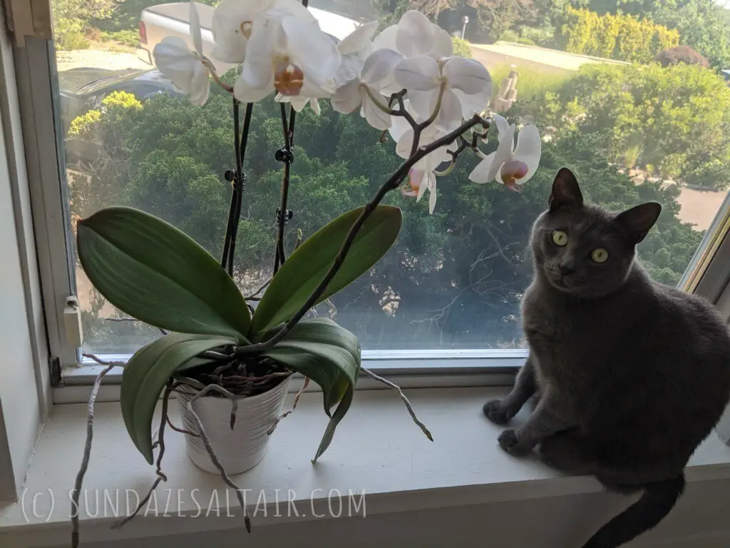 How, When & Why You Should Repot Your Phalaenopsis Orchid Beautiful-Orchid-Plant-In-Pot-And-Cute-Cat-By-Window-Overlooking-Scenic-Yard-Watermarked-