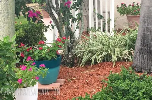 Beautiful Purple And Burgundy Flowers In White And Blue Pots In Garden