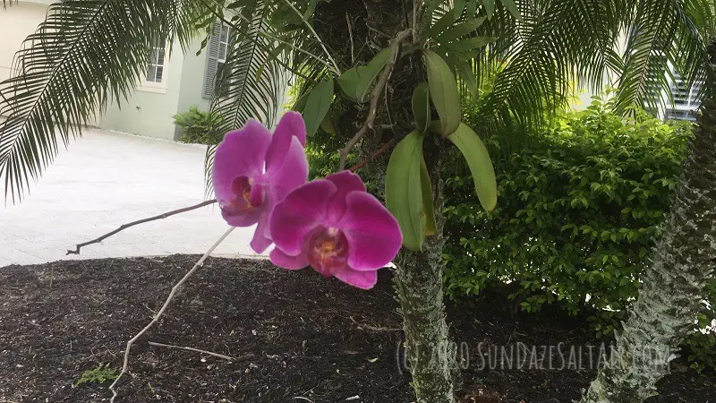 Beautiful Purple Orchid Attached to Tree