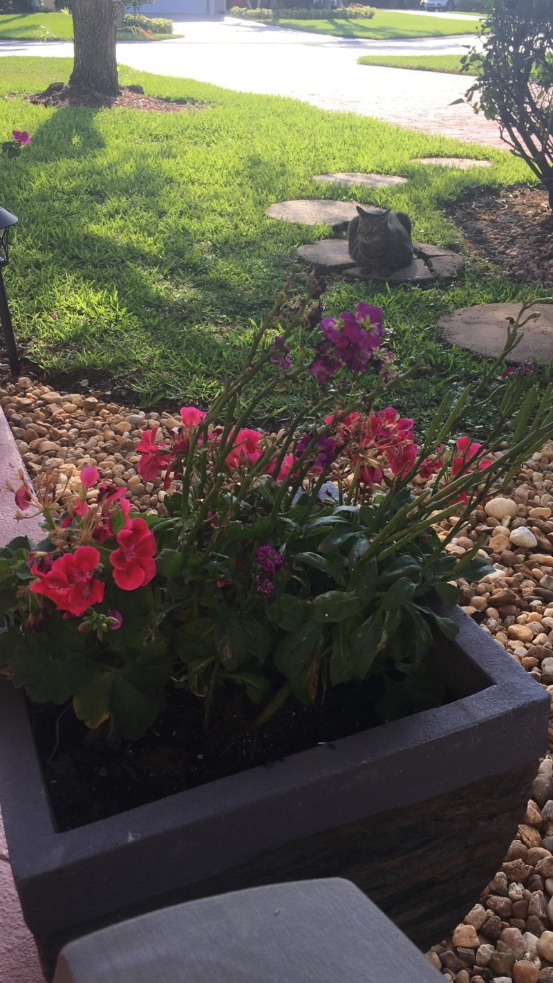 Cat Sitting On Garden Path Next To Beautiful Flowers