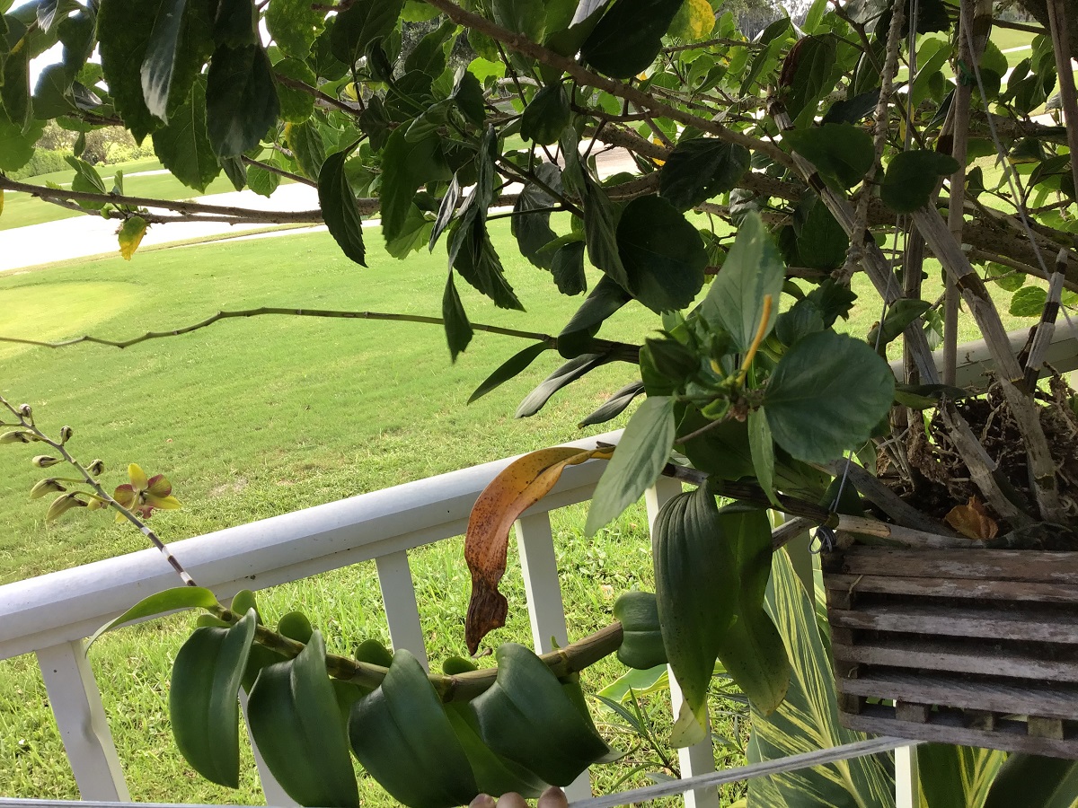 Healthy Dendrobium In Wooden Basket With Many New Leaves And Buds Hanging From Tree