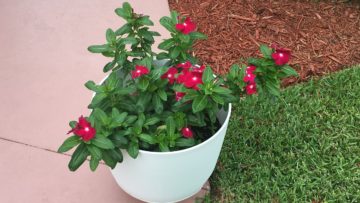 Lush Burgundy Colored Impatiens Pop Against Simple White Pots