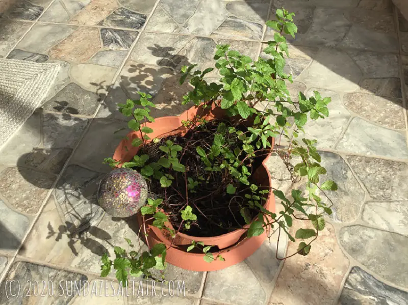 Grow Your Own Easy Mint Container Herb Garden-Lush Mint In Terracotta Container With Mosaic Glass Watering Globe