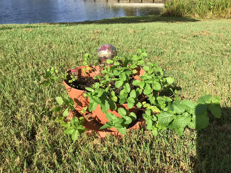 Grow Your Own Easy Mint Container Herb Garden Like This Lightweight Terracotta Style Container of Mint With Watering Globe Overlooking Water