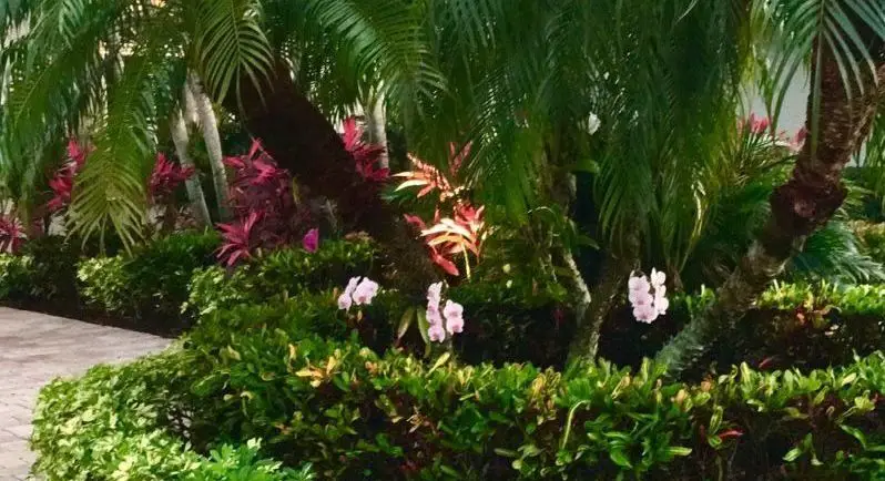 White Orchids Hanging From Palm Trees