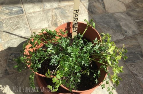 How To Grow Fresh Herbs Indoors For The Winter-Fresh Green Parsley Herbs Growing In a Terracotta-style container on a stone patio