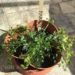 How To Grow Fresh Herbs Indoors For The Winter-Fresh Green Parsley Herbs Growing In a Terracotta-style container on a stone patio