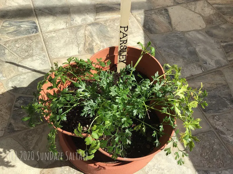 Fresh Green Parsley Herbs Growing In a Terracotta-style container on a stone patio