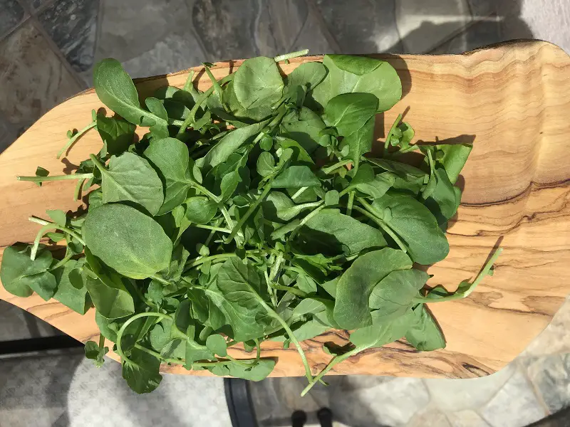 Fresh Watercress On Olive Wood Cutting Board Over Stone Floor