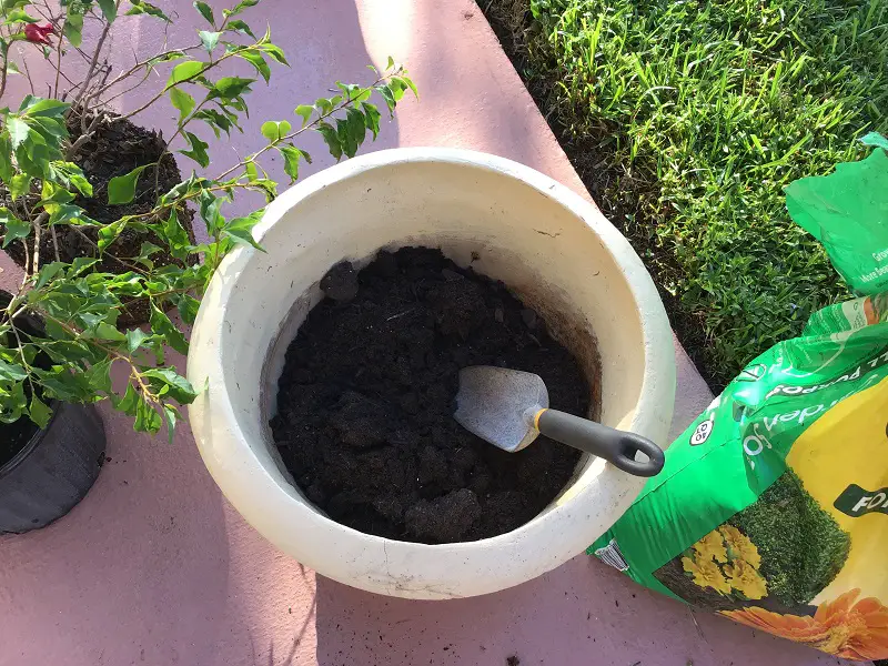 Adding potting soil and succulent mix to pot when planting bougainvillea