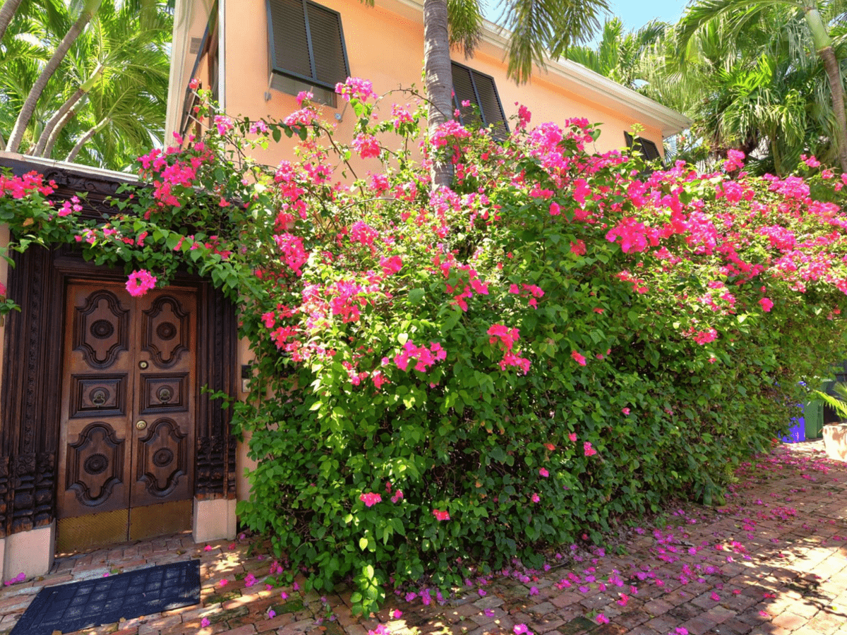 Container gardening how to grow bougainvillea in a pot so you can