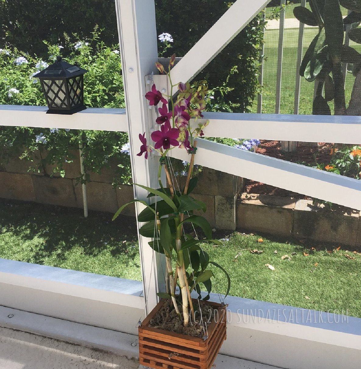 Beautiful Tall Purple Orchid Showing Some Yellowish Purple Buds As It Grows From Wooden Box On Lanai