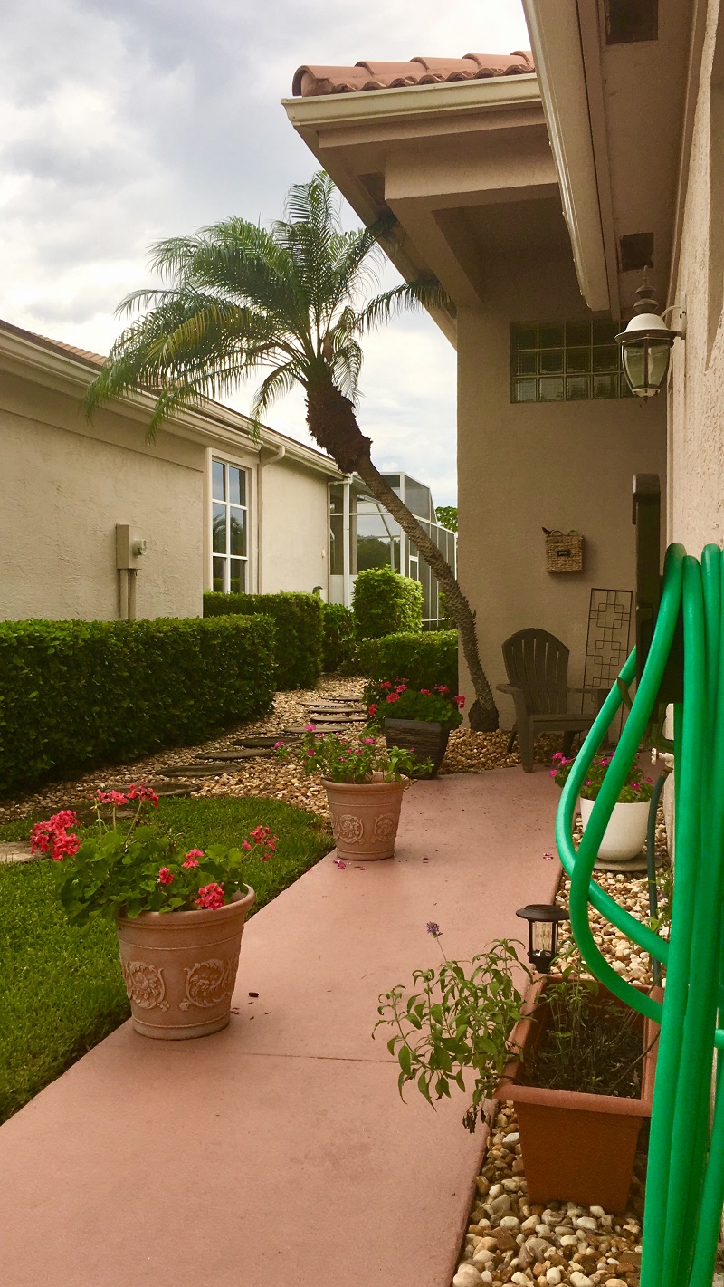 Blooming Geraniums In Pots Along Walkway