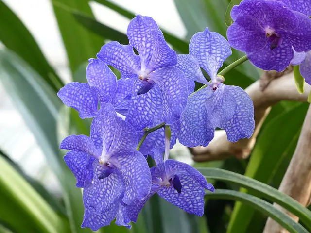 Blue Vanda Orchid.