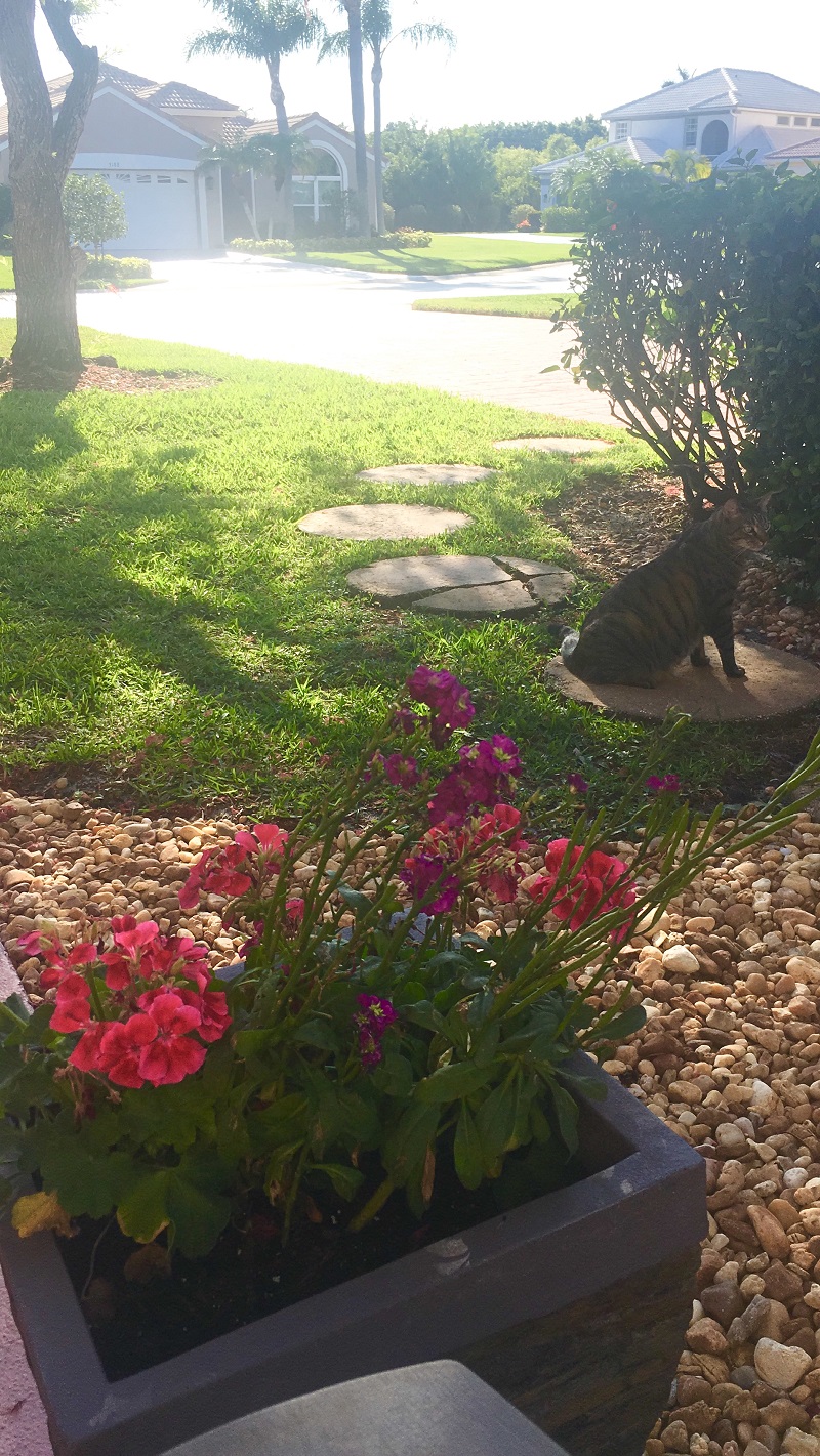 Bountiful Geraniums In Stone Pot In Garden On River Rocks By Sitting Cat On Path