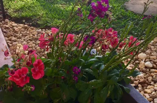 Boutiful Geraniums In A Stone Pot On River Rocks In A Garden With A Resting Cat At The Start Of Summer In Florda