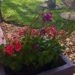 Boutiful Geraniums In A Stone Pot On River Rocks In A Garden With A Resting Cat At The Start Of Summer In Florda
