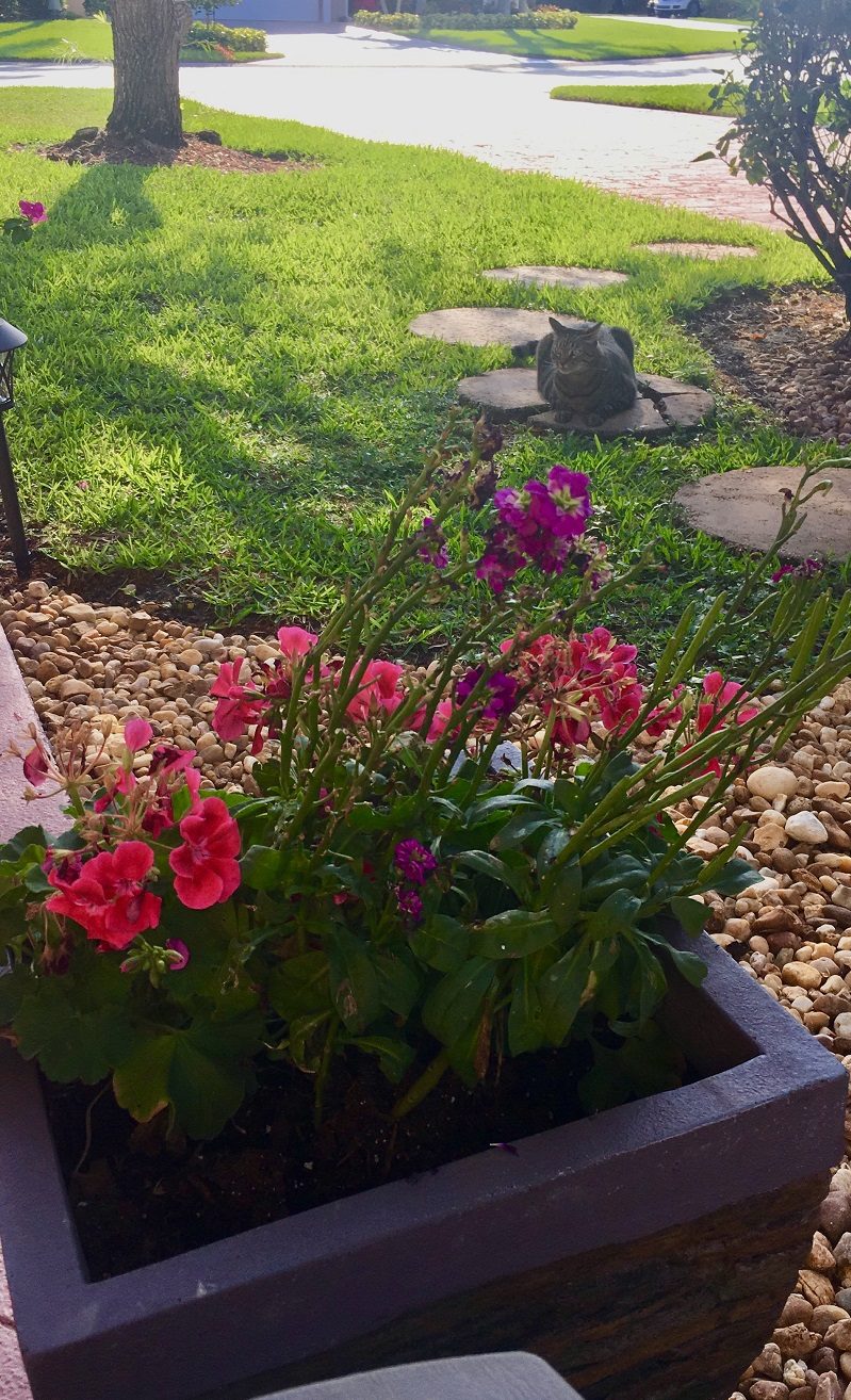 Boutiful Geraniums In A Stone Pot On River Rocks In A Garden With A Resting Cat At The Start Of Summer In Florda