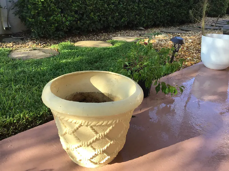 Large Textured Container Pot For Bougainvillea