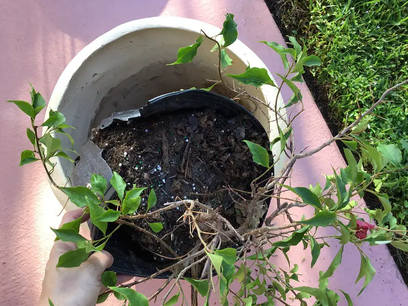 Cut down the side of the plastic container to easily slide out your bougainvillea