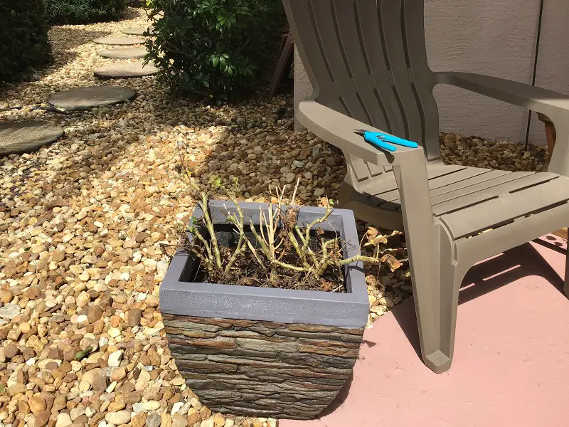 Dead Or Dying Geranium In Stone Planter And Shears Next To Adirondack Chair And River Rock