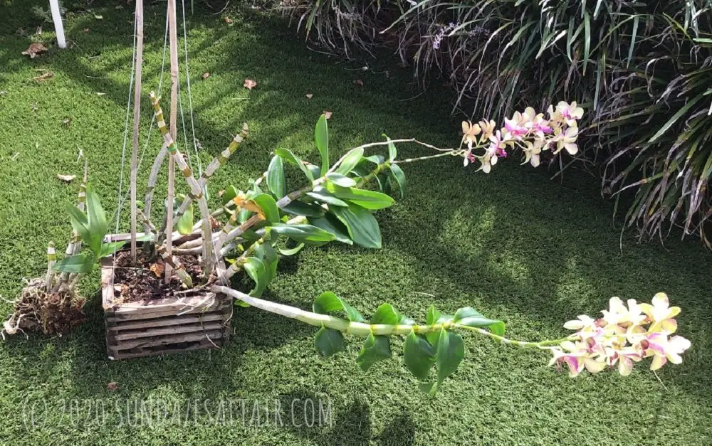 DendrobiumOrchid With Long Canes, Green Leaves And Yellow Flowers With Purple Veining