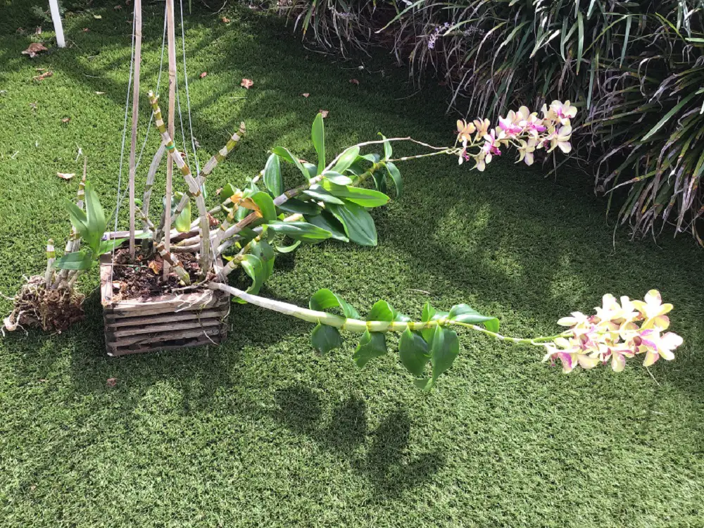 DendrobiumOrchid With Long Canes, Green Leaves And Yellow Flowers With Purple Veining