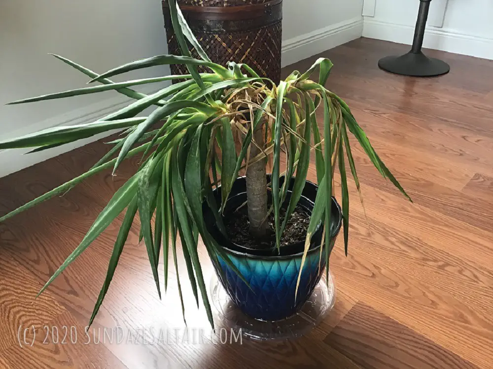 Droopy Indoor Yucca Plant In Blue Pot Before Revival