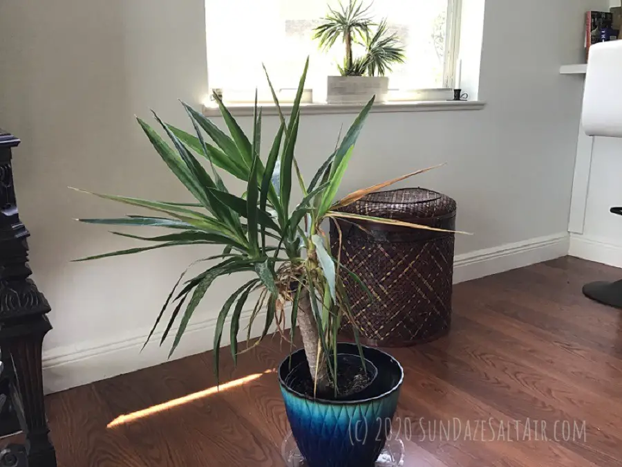 Droopy Yucca Plant In Blue Pot On Day Three Of Revival Plan