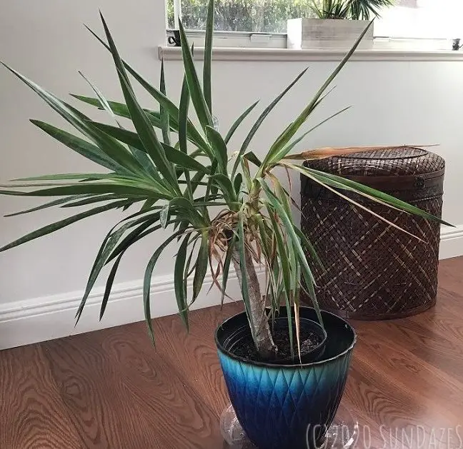 Droopy Yucca Plant In Blue Pot On Day Two Of Revival Plan