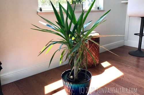 Droopy Yucca Plant In Blue Pot After Being Revived