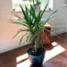 Droopy Yucca Plant In Blue Pot After Being Revived