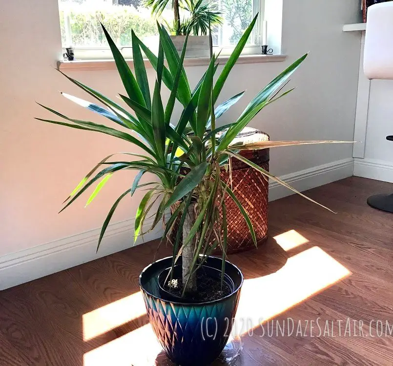 Droopy Yucca Plant In Blue Pot After Being Revived