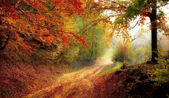 Fall Leaves Start Changing Color As Summer Turns To Autumn On This Misty Country Road