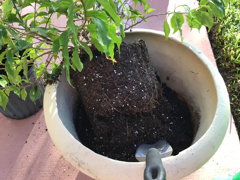 Loosen and tease out roots when planting bougainvillea in a pot