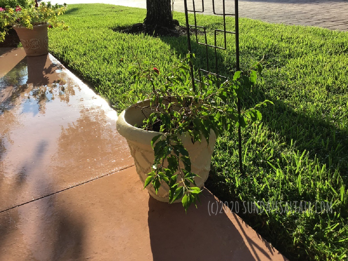 Newly planted and watered bougainvillea in a textured pot with support trellis lining walkway
