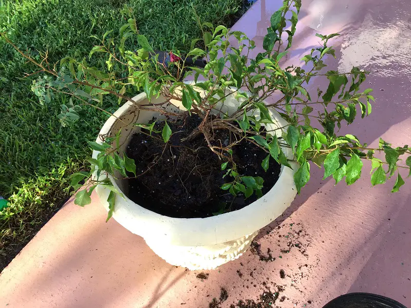 Newly potted bougainvillea getting thorough watering to help it adjust to its new pot