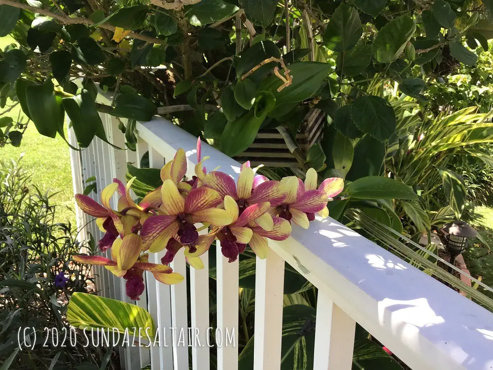 Once Purple Orchid Has Changed Color To Yellow With Faint Purple Streaks Hanging From Tree