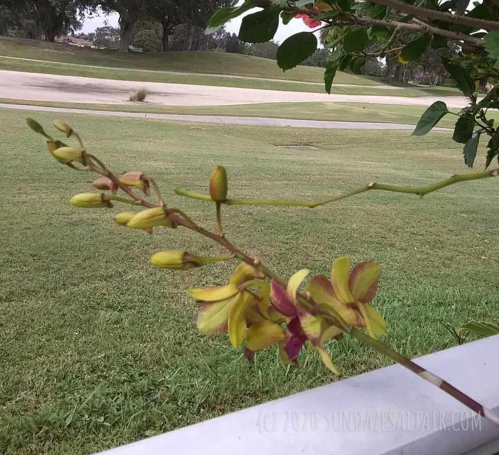 Orchid Buds Coming In Yellow With Purple Tint