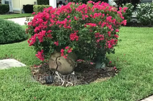 Pink Bougainvillea In Stone Container Pot In Yard Covers Any Garden Blights While Providing An All Natural Fence From Neighbors