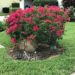 Pink Bougainvillea In Stone Container Pot In Yard Covers Any Garden Blights While Providing An All Natural Fence From Neighbors