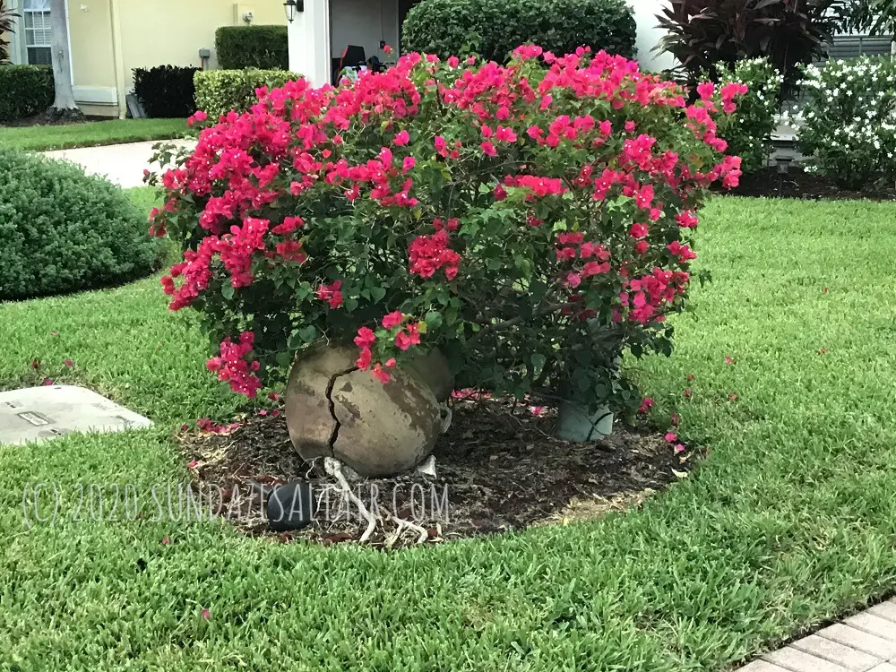 Pink Bougainvillea In Stone Container Pot In Yard Covers Any Garden Blights While Providing An All Natural Fence From Neighbors