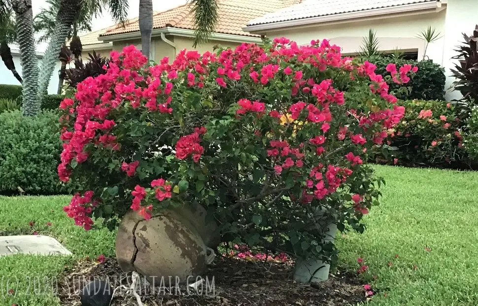 Pink Bougainvillea In Stone Container Pot In Yard