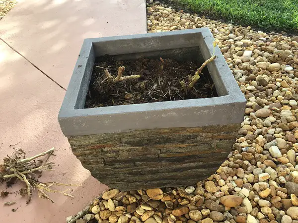 Pruned Geranium In Stone Pot On River Rock Showing New Green Stems Next To Pile Of Pruning Debris