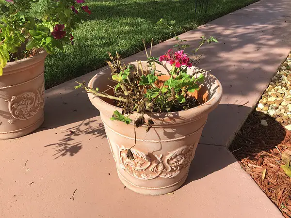 Summer Weary Geraniums In Terracotta-Style Pot In Need Of Pruning