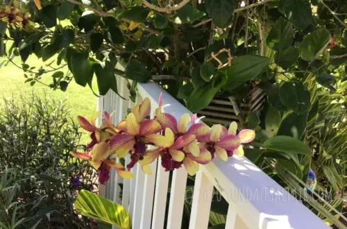 Yellow Dendrobium Orchid With Purple Veining Hanging From Tree By White Fence