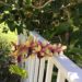 Yellow Dendrobium Orchid With Purple Veining Hanging From Tree By White Fence